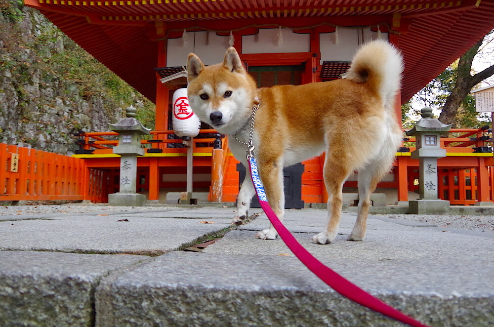 夜空下的极限飞盘,运动也可以如此浪漫,极限飞盘术语